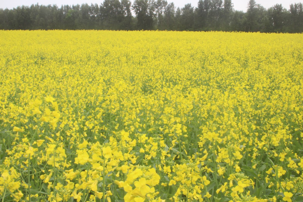 $9 Billion Dow Project In Alberta Delayed: Impact Of Tariffs $9 Billion Dow Project In Alberta Delayed: Impact Of Tariffs
