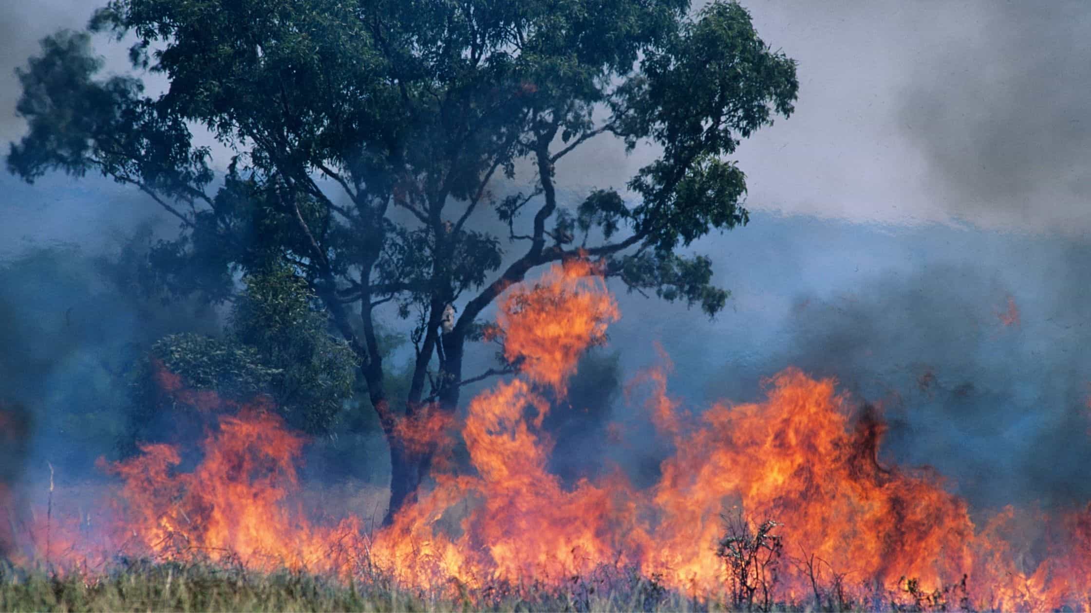 Betting On Natural Disasters: The LA Wildfires And The Changing Times Betting On Natural Disasters: The LA Wildfires And The Changing Times
