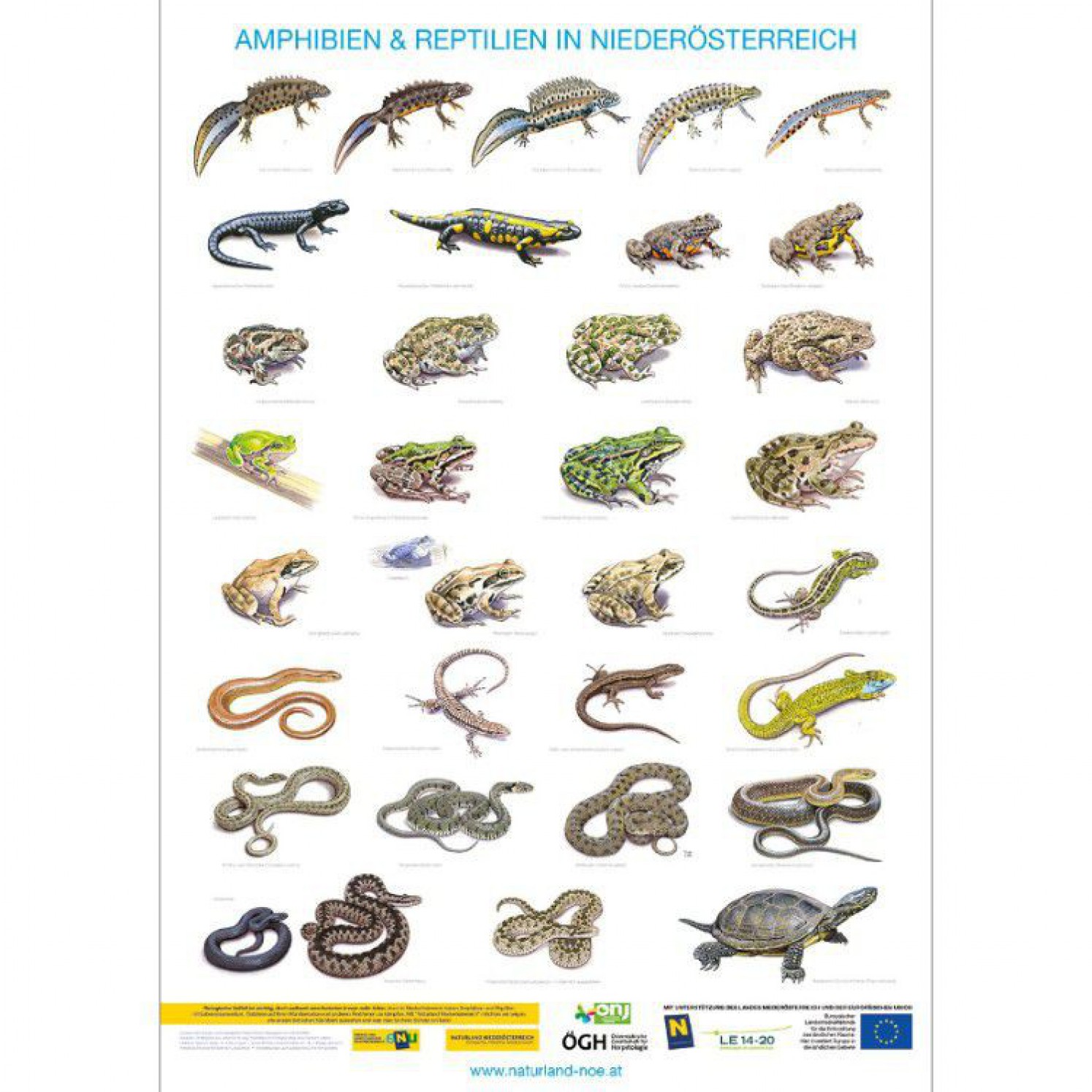 Thüringen: Artenvielfalt Von Reptilien Und Amphibien Im Neuen Atlas Dokumentiert Thüringen: Artenvielfalt Von Reptilien Und Amphibien Im Neuen Atlas Dokumentiert